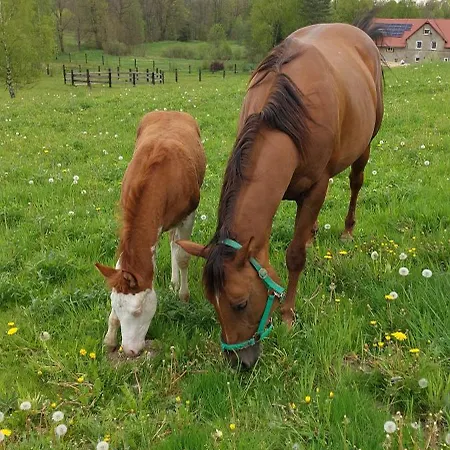 Maja Z Widokiem (adults Only) Κατάλυμα σε φάρμα Mirsk