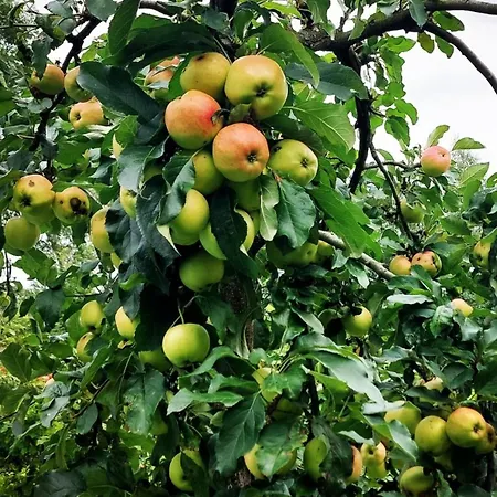 Maja Z Widokiem (adults Only) 팜스테이