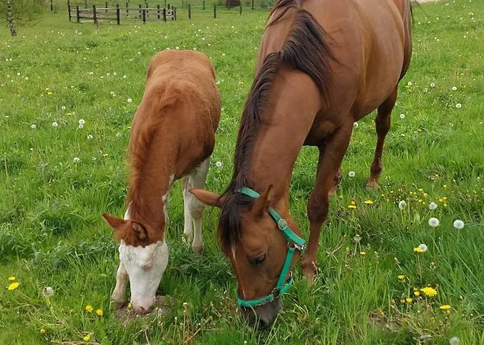 Maja Z Widokiem (adults Only) مزرعة للإقامة Mirsk